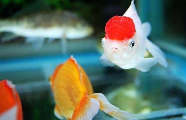 金龍魚怎么孵化小魚的：金龍魚是怎樣孵出來的