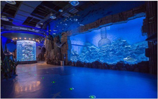 水族館哪里的比較好玩一點（上海海洋水族館親子活動安排）