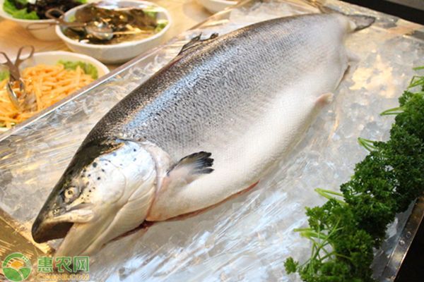 印尼虎魚能吃嗎：印尼虎魚可以作為食物食用，但應注意其帶毒的安全衛生