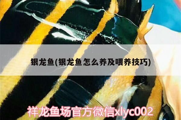 銀龍魚(銀龍魚怎么養及喂養技巧)