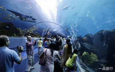 世界十大水族館排名（世界十大水族館排名，上海海洋水族館隧道體驗感受）