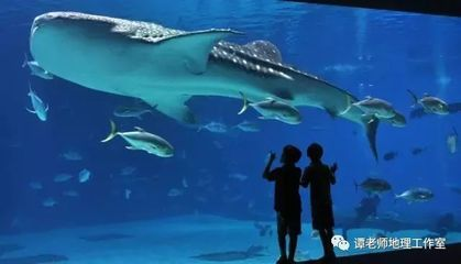 世界十大水族館排名（世界十大水族館排名，上海海洋水族館隧道體驗感受）