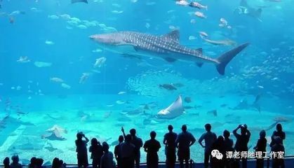 世界十大水族館排名（世界十大水族館排名，上海海洋水族館隧道體驗感受）
