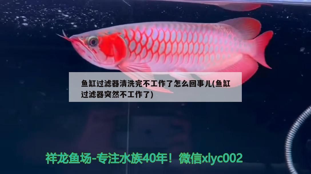 魚缸過濾器清洗完不工作了怎么回事兒(魚缸過濾器突然不工作了)