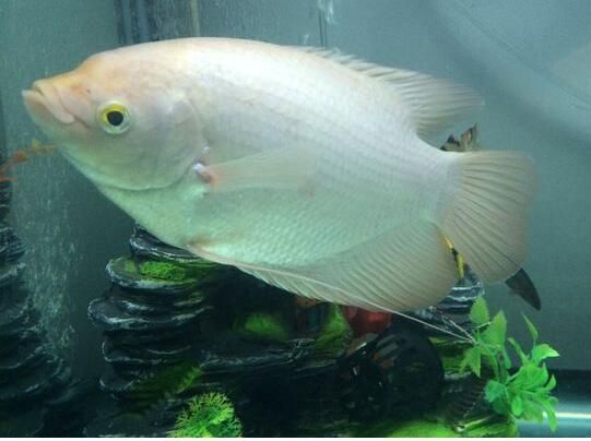 龍魚養大了賣誰？揭秘高端觀賞魚市場的盈利之道，龍魚養大后如何銷售？高端觀賞魚市場盈利全解析