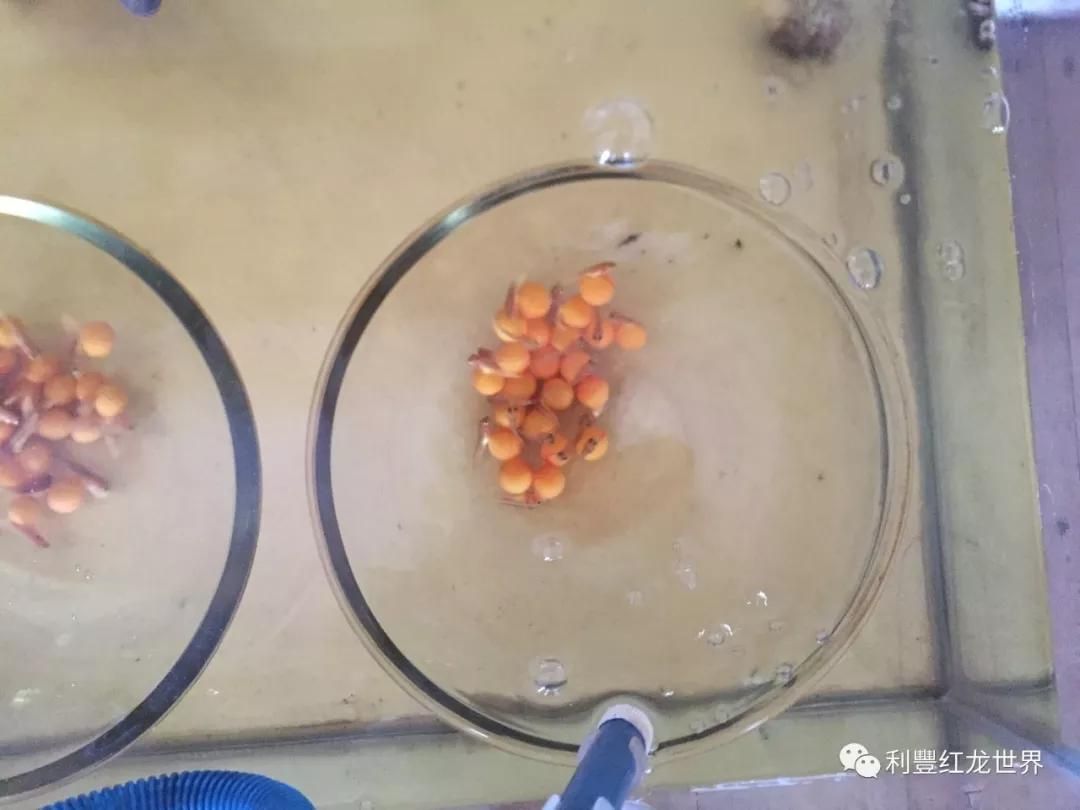 如何挑選大湖紅龍的價格？：\"大湖紅龍\"大湖紅龍的特征