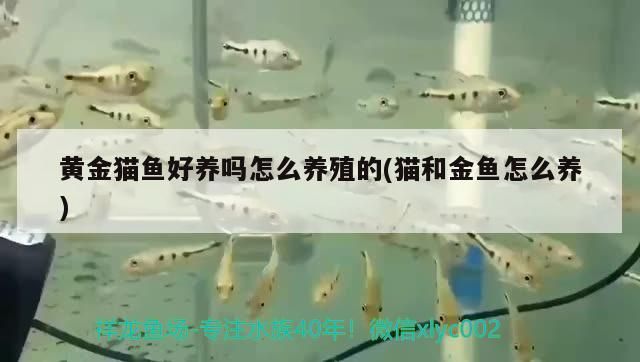 黃金貓魚好養嗎怎么養殖的(貓和金魚怎么養)
