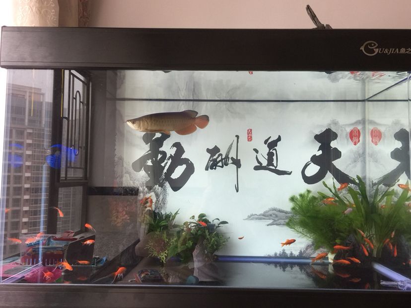 新缸小魚