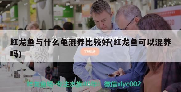 豬鼻龜好養嗎能和紅龍混養嗎圖片大全：紅龍魚和豬鼻龜可以一起混養嗎