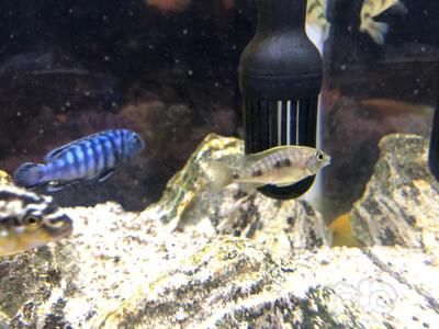 最貴的金龍魚品種排名圖片：金龍魚品種中的貴族之最貴品種排名