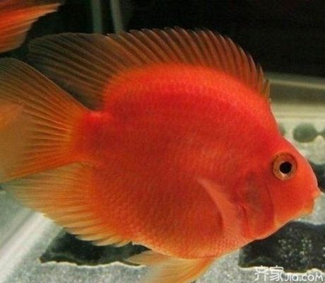 元寶鳳凰魚怎么養(yǎng)的好看又好養(yǎng)活：元寶鳳凰魚混養(yǎng)搭配技巧元寶鳳凰魚混養(yǎng)搭配技巧