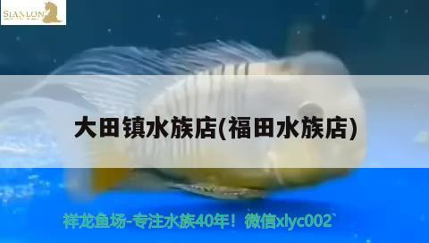大田鎮水族店(福田水族店)