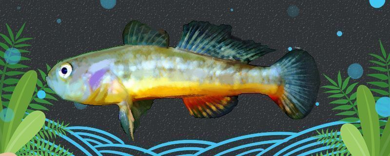 星點(diǎn)金龍魚適合新手養(yǎng)殖嗎：星點(diǎn)金龍魚是否適合新手養(yǎng)殖