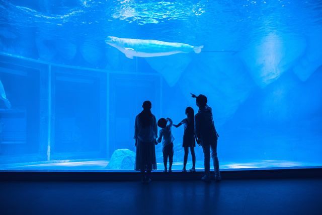 水族館店鋪介紹語句（上海水族館店鋪介紹）