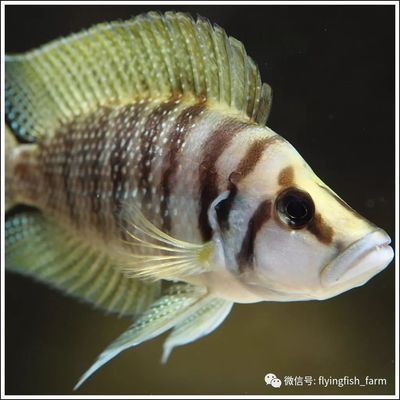 天王魚缸客服售后電話地址 天王水族箱售后電話