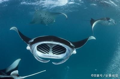 蝠鲼和魟魚和刺鰩區(qū)別圖：蝠鲼、魟魚和刺鰩的主要區(qū)別