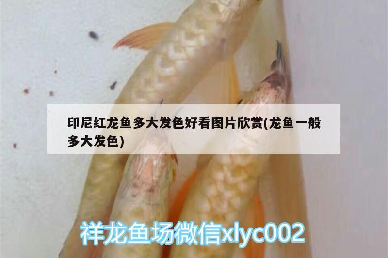 印尼紅龍魚多大發(fā)色好看圖片欣賞(龍魚一般多大發(fā)色)