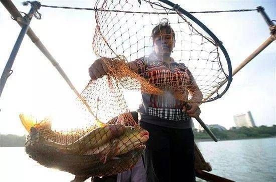混養魚種性格對比，如何處理混養觀賞魚的性格問題