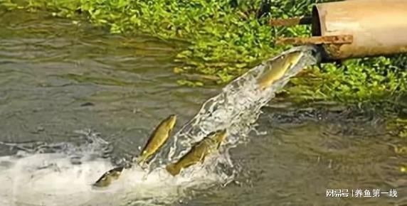 混養魚種性格對比，如何處理混養觀賞魚的性格問題