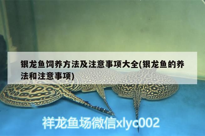 銀龍魚飼養(yǎng)方法及注意事項(xiàng)大全(銀龍魚的養(yǎng)法和注意事項(xiàng))