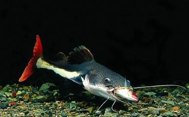 魟魚總是翹嘴什么意思：魟魚翹嘴可能有多種原因引起[需手動填充]魚翹嘴可能是多種原因引起的