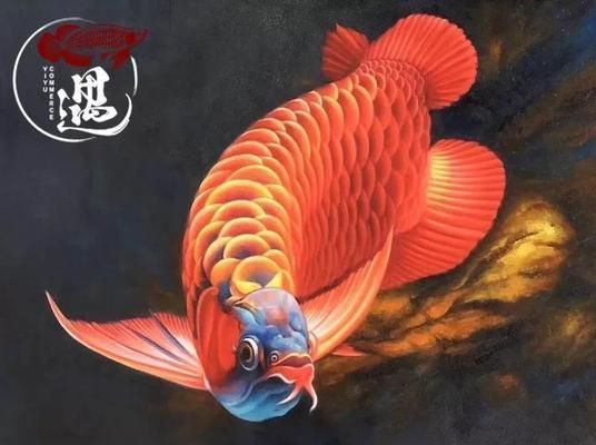 大湖魚紅龍發色怎么調色：紅龍魚發色期注意事項紅龍魚發色期注意事項