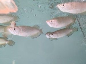 星點(diǎn)金龍魚魚苗價格對比：星點(diǎn)金龍魚苗市場價格走勢分享星點(diǎn)金龍魚苗市場價格走勢 星點(diǎn)金龍魚魚苗價格對比：星點(diǎn)金龍魚苗市場價格走勢分享星點(diǎn)金龍魚苗市場價格走勢 金龍魚百科 第7張