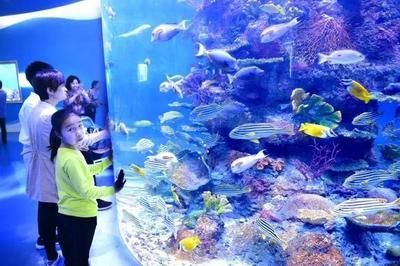 水族館的名字大全有哪些（沖繩美麗海水族館及其特點：圣地亞哥海洋世界沖繩美麗海水族館）