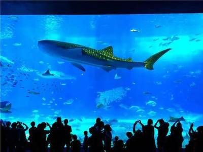 水族館的名字大全有哪些（沖繩美麗海水族館及其特點：圣地亞哥海洋世界沖繩美麗海水族館）