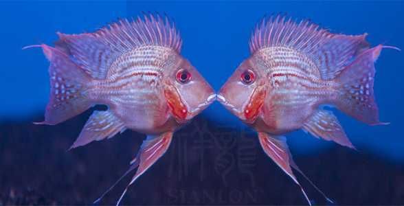 元寶鳳凰觀賞魚怎么養的視頻：元寶鳳凰觀賞魚怎么養