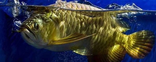 龍魚鰓蓋邊緣外翻，病因、癥狀與防治全解析，龍魚鰓蓋外翻，病因、癥狀及防治方法詳解