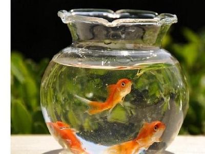 客廳擺放金魚缸的禁忌，客廳風(fēng)水布局的其他建議化解魚缸風(fēng)水沖突的方法