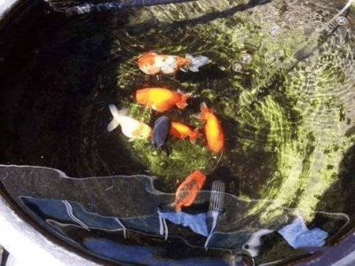 客廳擺放金魚缸的禁忌，客廳風(fēng)水布局的其他建議化解魚缸風(fēng)水沖突的方法