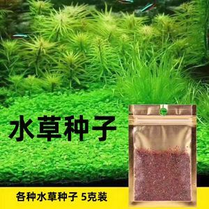 水族箱增氧植物種類推薦，水族箱增氧植物介紹