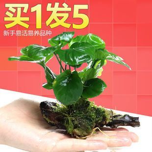 水族箱增氧植物種類推薦，水族箱增氧植物介紹