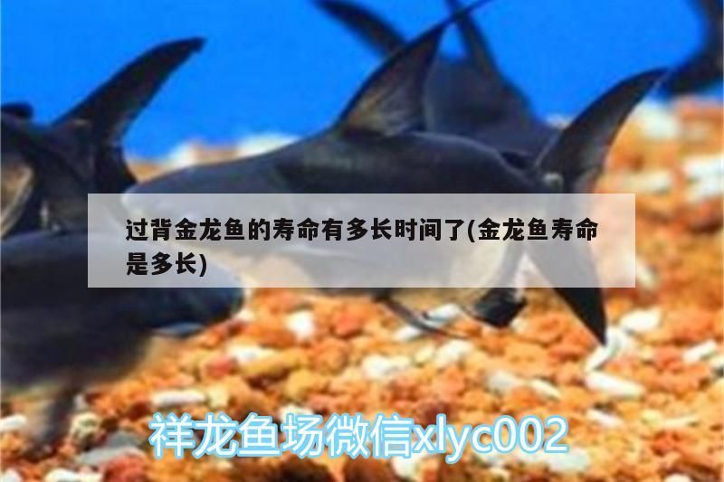 過背金龍魚的壽命有多長(zhǎng)時(shí)間了(金龍魚壽命是多長(zhǎng))