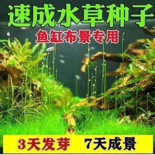 水族箱增氧植物種類推薦，水族箱增氧植物介紹