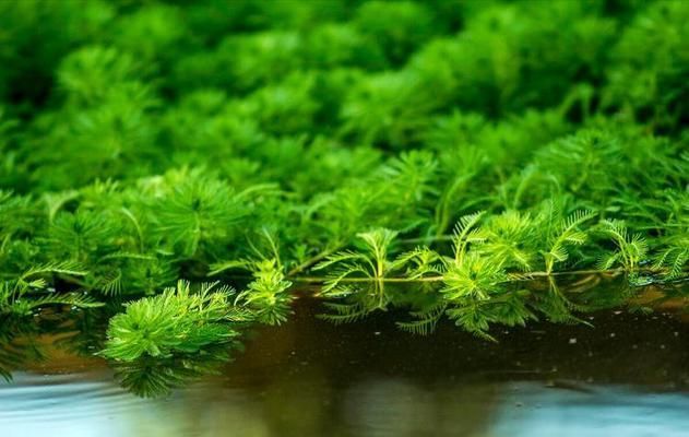水族箱增氧植物種類推薦，水族箱增氧植物介紹