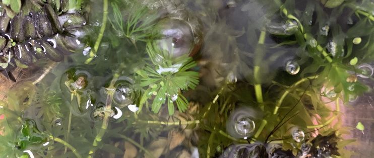 水族箱增氧植物種類推薦，水族箱增氧植物介紹