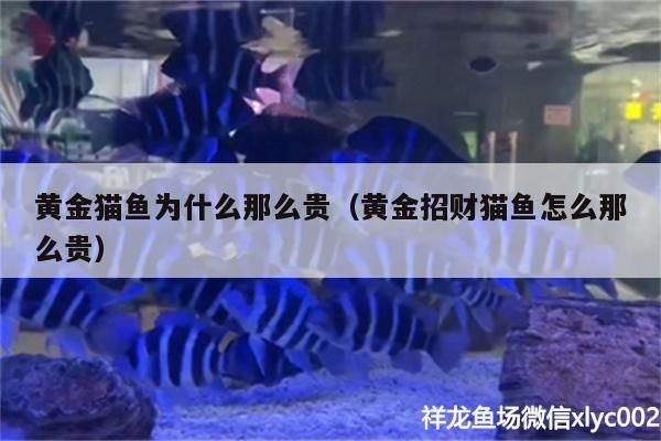 黃金貓魚為什么那么貴（黃金招財(cái)貓魚怎么那么貴）
