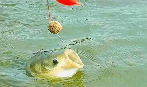 龍魚日常準備藥指南，常見疾病防治與藥物儲備清單，龍魚常見疾病防治與必備藥物指南