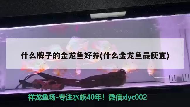 什么牌子的金龍魚好養(什么金龍魚最便宜)