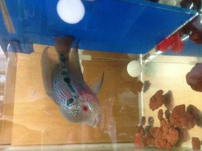 觀賞魚轉讓（尋找觀賞魚轉讓信息時可以從多個角度來進行篩選和比較） 觀賞魚轉讓（尋找觀賞魚轉讓信息時可以從多個角度來進行篩選和比較） 元寶鳳凰魚百科 第4張