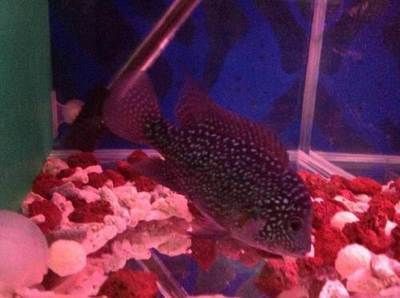 觀賞魚轉讓(尋找觀賞魚轉讓信息時可以從多個角度來進行篩選和比較) 元寶鳳凰魚百科 第5張 觀賞魚轉讓(尋找觀賞魚轉讓信息時可以從多個角度來進行篩選和比較) 觀賞魚轉讓(尋找觀賞魚轉讓信息時可以從多個角度來進行篩選和比較) 元寶鳳凰魚百科 第5張