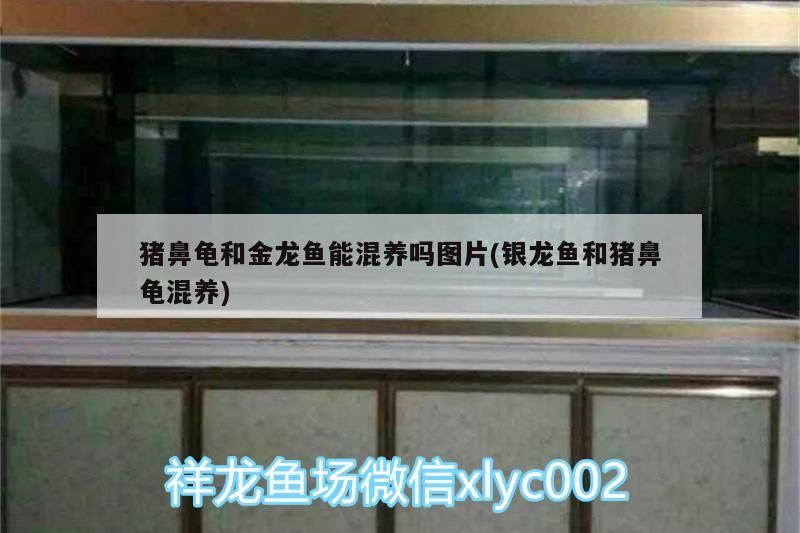 豬鼻龜和金龍魚能混養嗎圖片(銀龍魚和豬鼻龜混養)