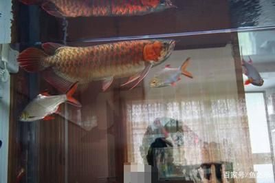 紅龍魚幾年能長大：關于紅龍魚成長周期的詳細信息
