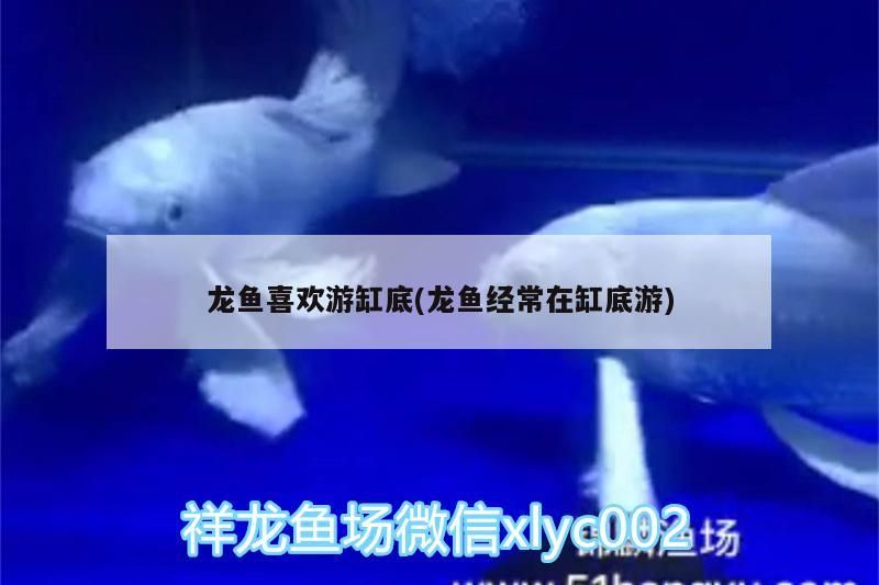 龍魚喜歡游缸底(龍魚經常在缸底游)