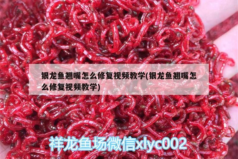 銀龍魚翹嘴怎么修復視頻教學(銀龍魚翹嘴怎么修復視頻教學)