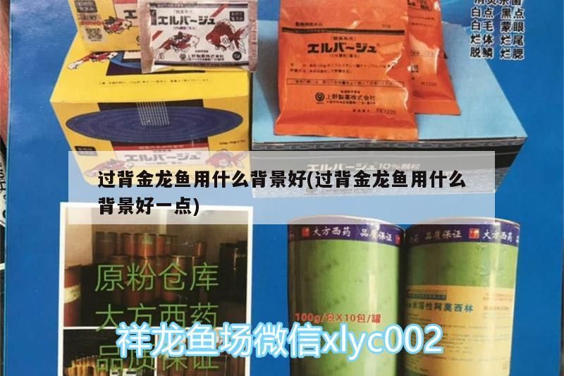 過背金龍魚用什么背景好(過背金龍魚用什么背景好一點)