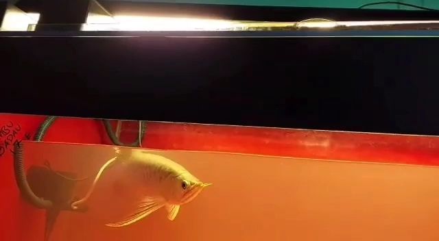 賽級大湖紅龍魚苗：如何飼養賽級大湖紅龍魚 賽級大湖紅龍魚苗：如何飼養賽級大湖紅龍魚 大湖紅龍魚百科 第6張